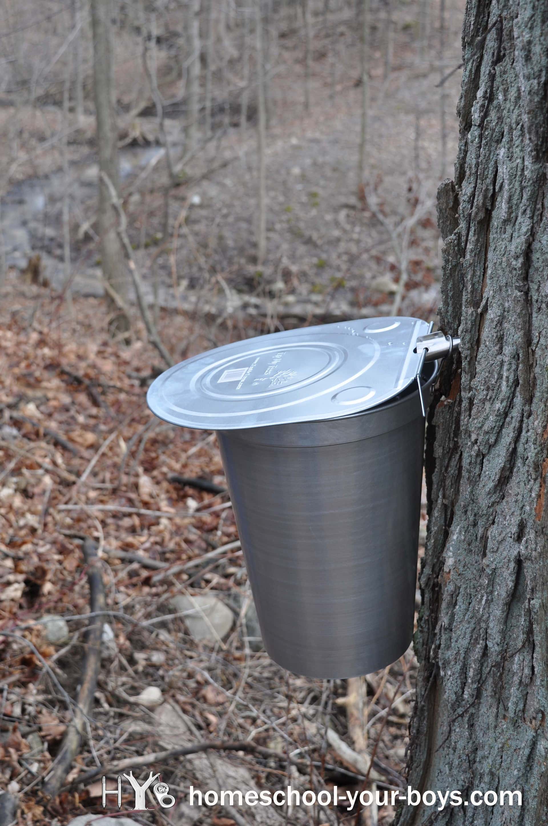 Real Life Lesson How to Tap a Maple Tree Homeschool Your Boys