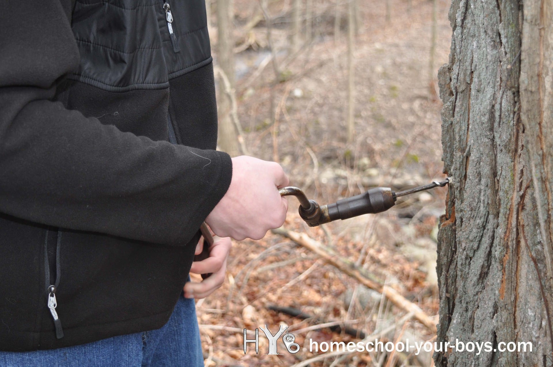 Real Life Lesson How to Tap a Maple Tree Homeschool Your Boys