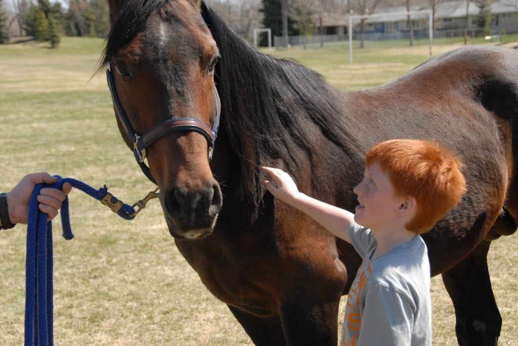 arabian-horse-656756_1280