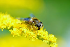 hover-fly-123297_1280