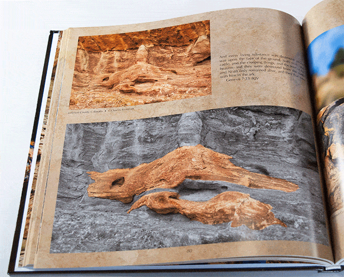 A Thought-Provoking Creation Resource for Homeschool Science