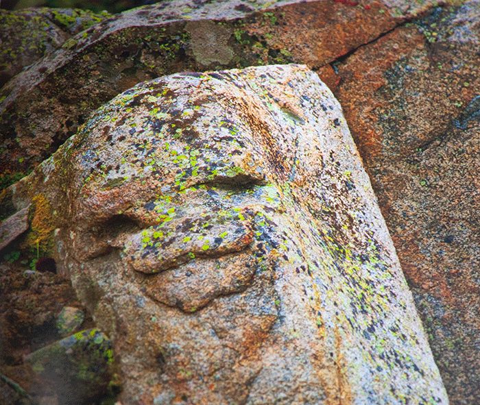 A Thought-Provoking Creation Resource for Homeschool Science