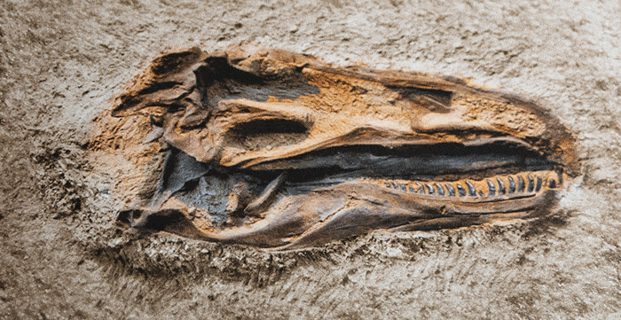 A Thought-Provoking Creation Resource for Homeschool Science